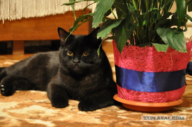 Котовторник 28.04.2015