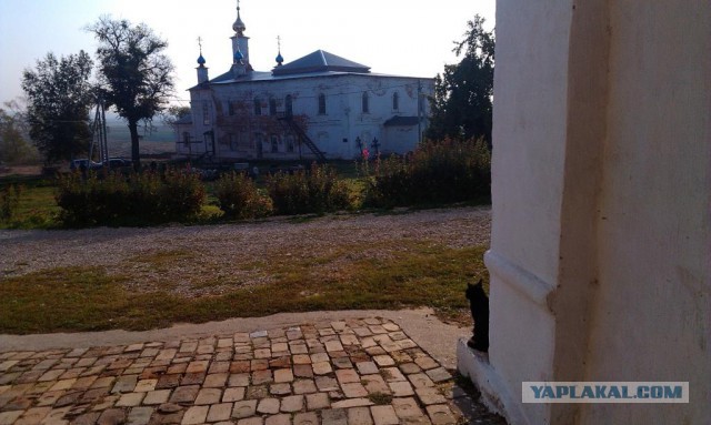 Котовторник 29-09-2015,