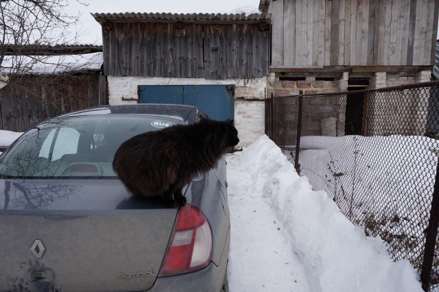 Жизнь Черного кота