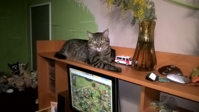 Котовторник 15.03