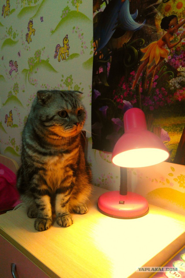 Котовторник - начало