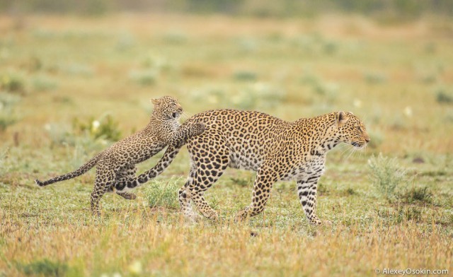 Леопардик Поли