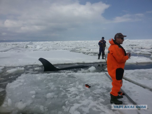 Живу у моря