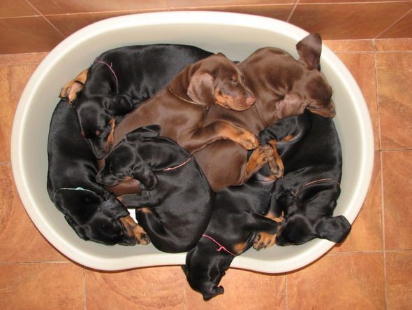 Тазик щенков