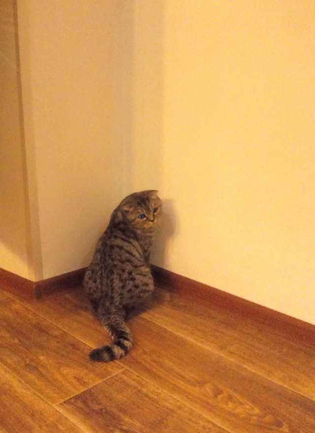 Котовторник 21.06.16