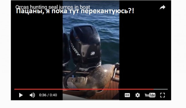 Тюлень запрыгнул в лодку спасаясь от косаток