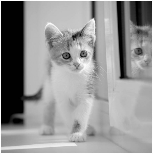 Котейки пост