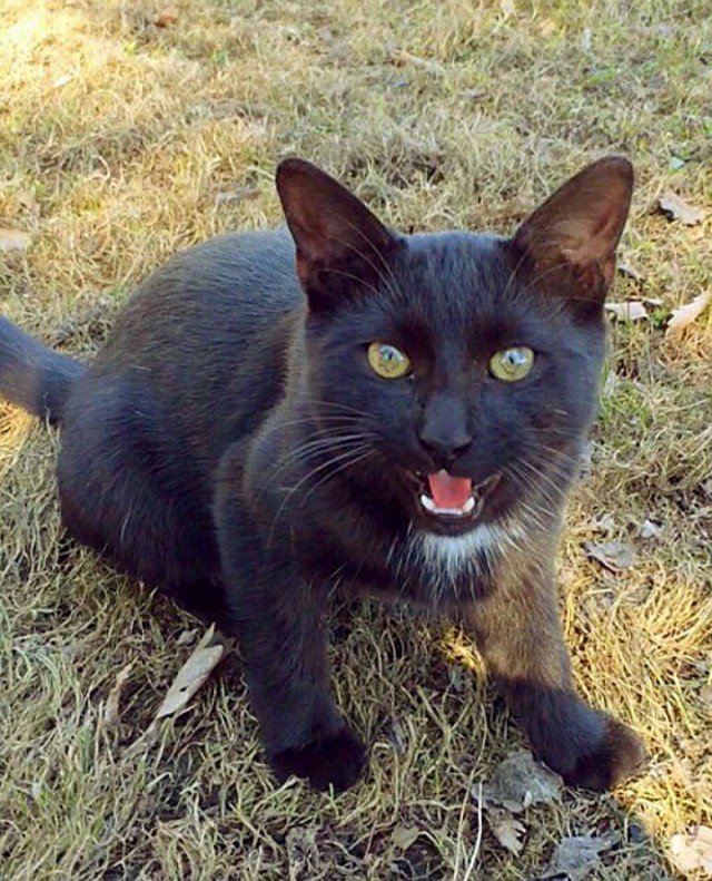 Коты из сети
