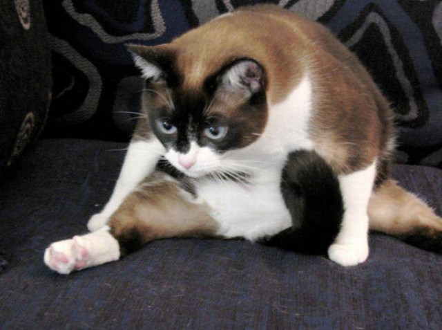 Коты из сети