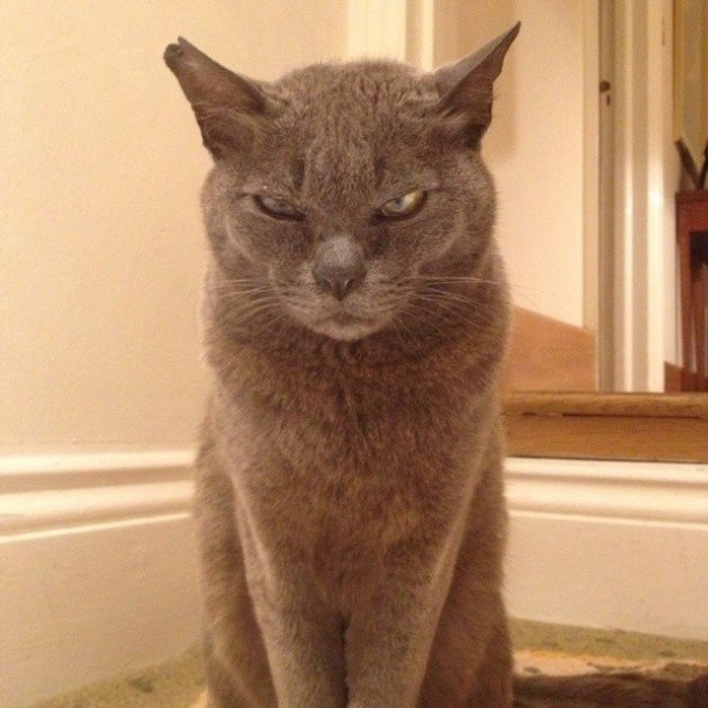 Коты и Кошки