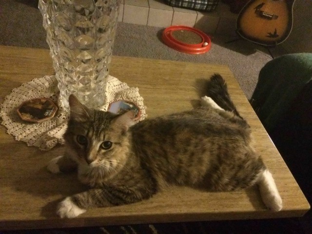 Коты и Кошки
