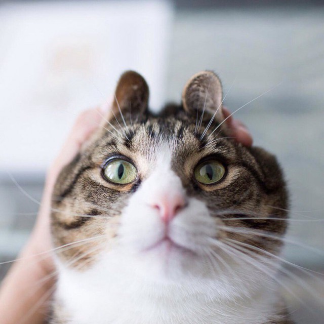 Коты и Кошки