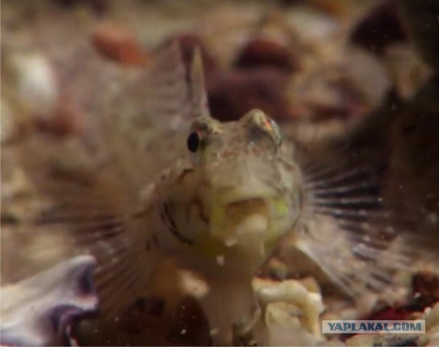 Невероятный осьминог, который вылез из воды и спокойно пошел по земле