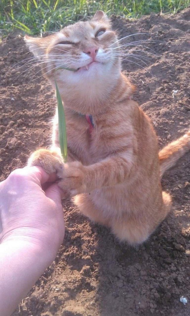 Коты и Кошки