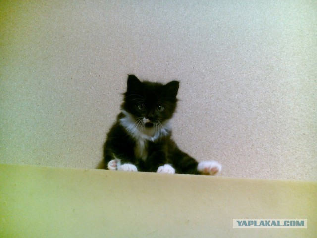 Котовторник 03.10.17.