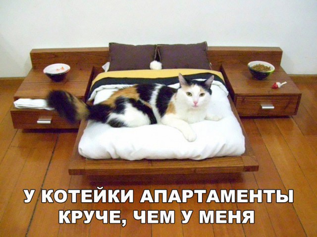 Коты и Кошки