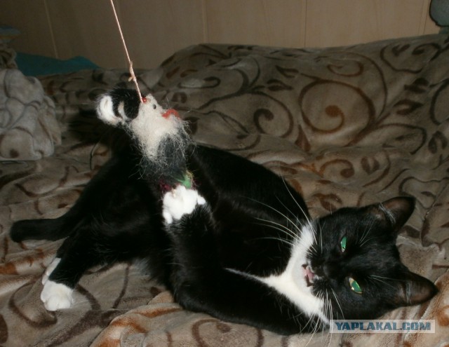 Вся красота беспородных кошек. Котовторнику посвящается.