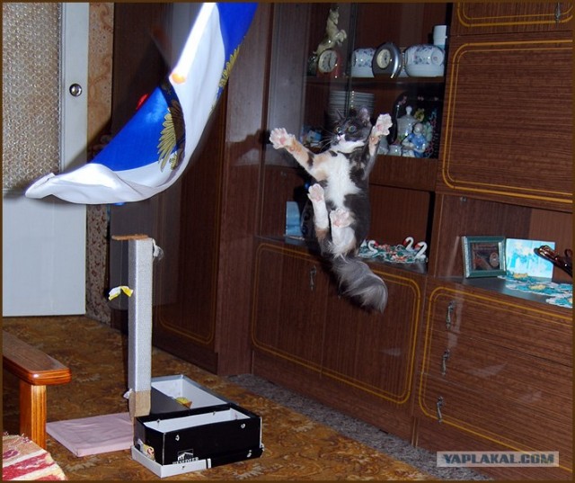 Котовторник на ЯПлакалъ