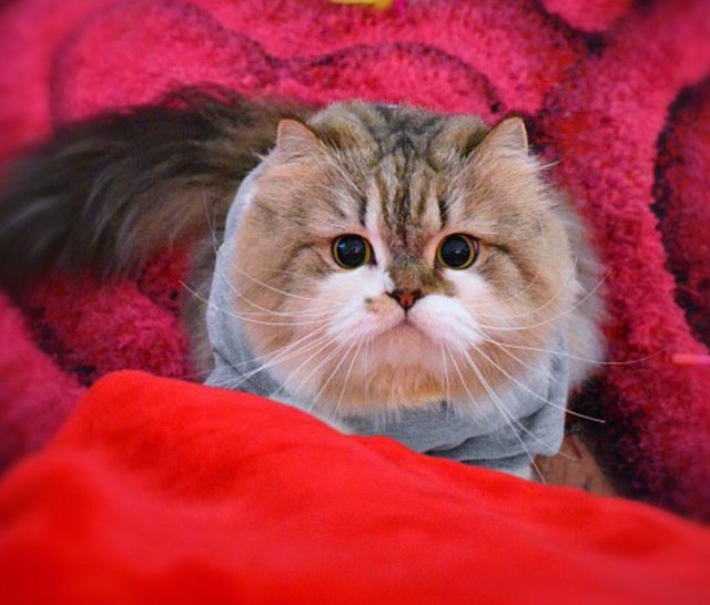 Прикольных котов пост