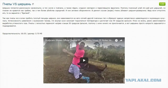 Моя коллекция ЯПовского прикола с заголовками видео