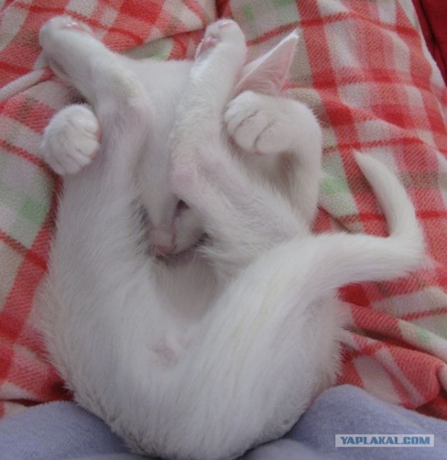 Котовторник. А как же?!