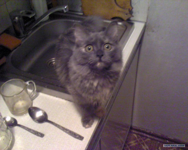 Котовторник!