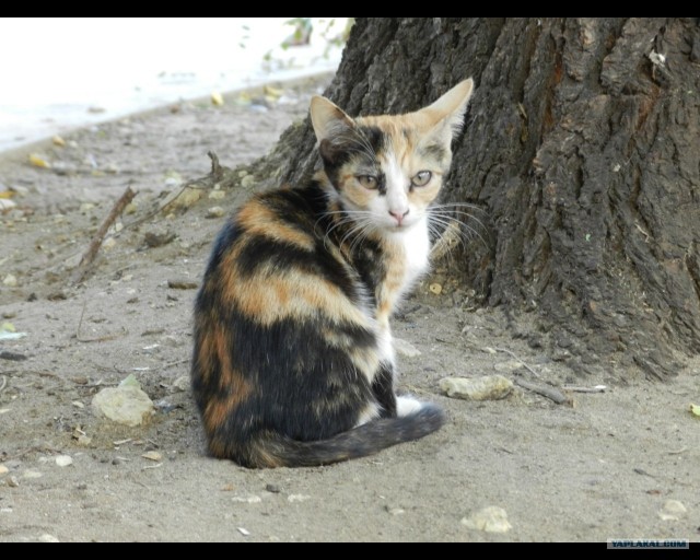 Котовторник 06.09.11