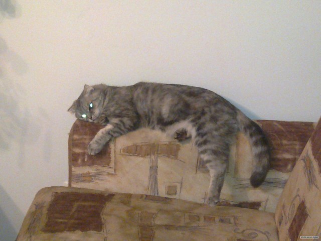Котовторник так котовторник!