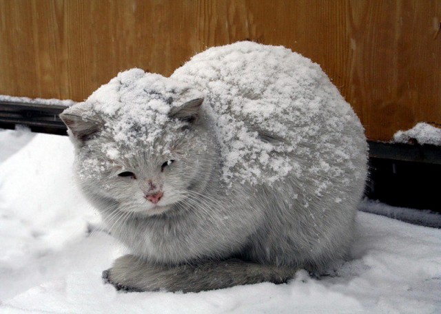 Прикольных котов пост