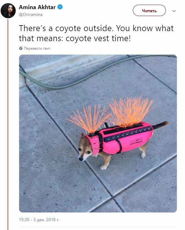 В США маленьким собакам приходится носить жилеты с шипами, чтобы их не схватили койоты
