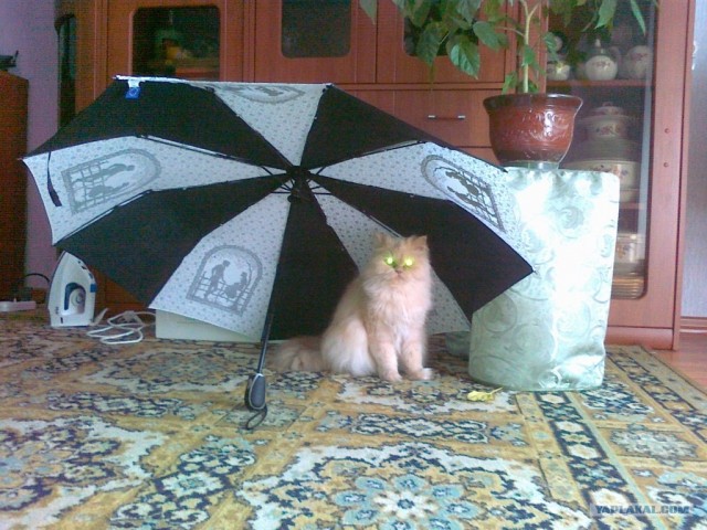 Котовторник (14.02.2012)