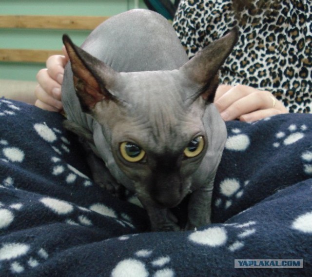 КОТОВТОРНИК (6.03.2012)