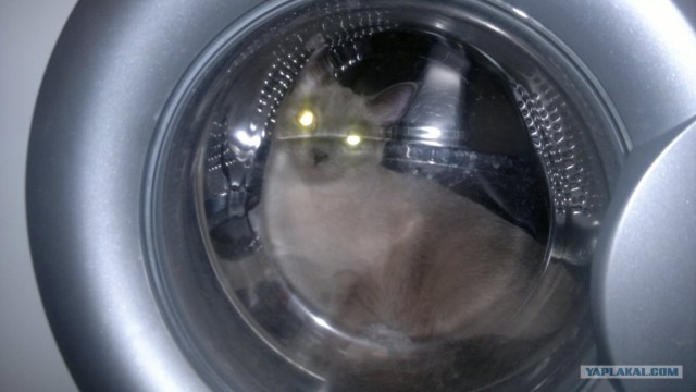 Котовторник! 13.03.2012