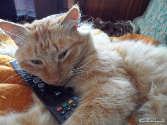Котовторник 1 мая 2012