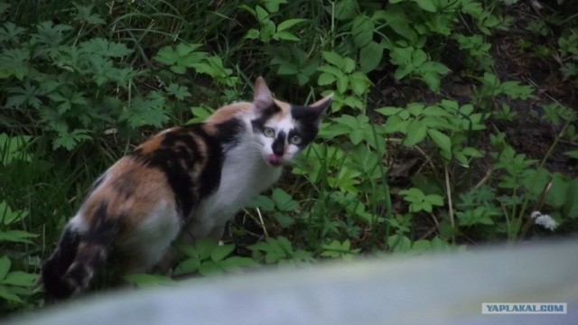 Котовторник   5.06.2012