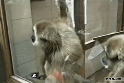 Достойный ответ примату