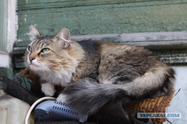 Вся красота уличных котов