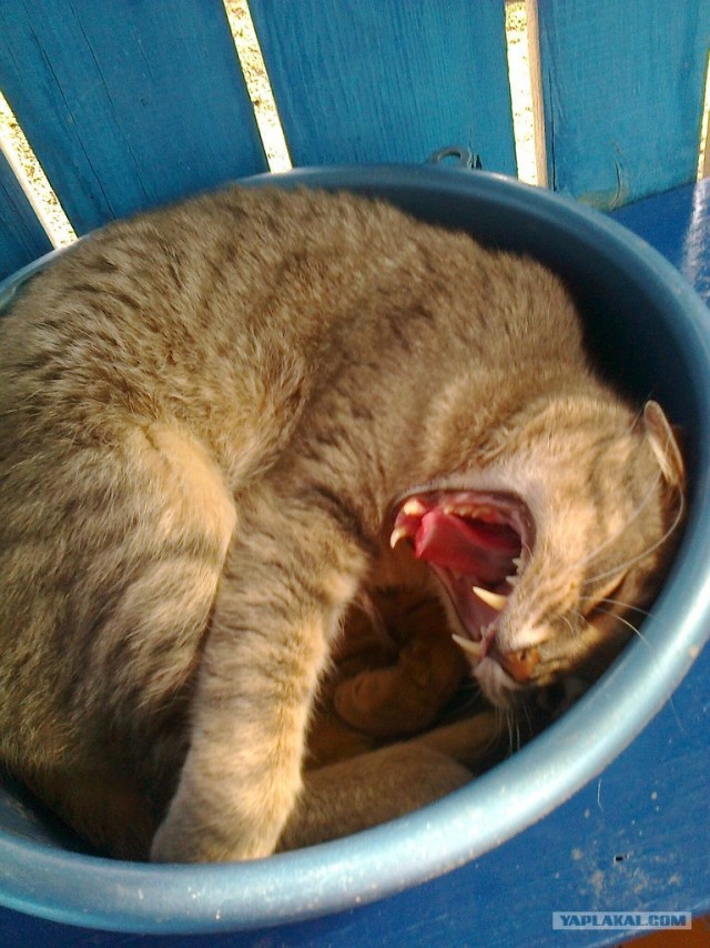 Котовторник 07.08.2012
