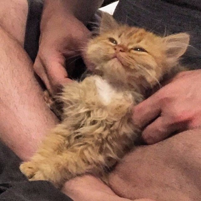 Прикольных котов пост