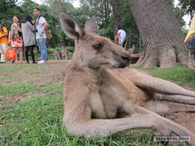 Крошка, иди ко мне