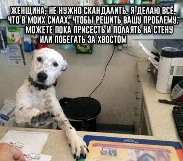 Дурацкие картинки
