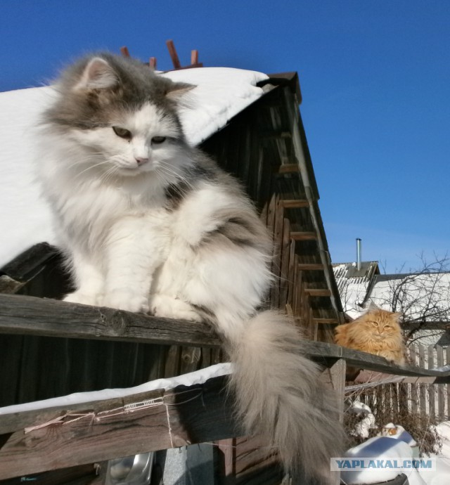 Котовторник 26.02.2019