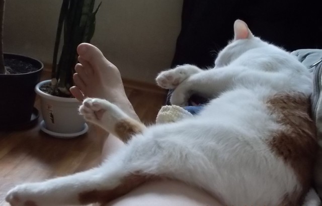 С Днём кошки!