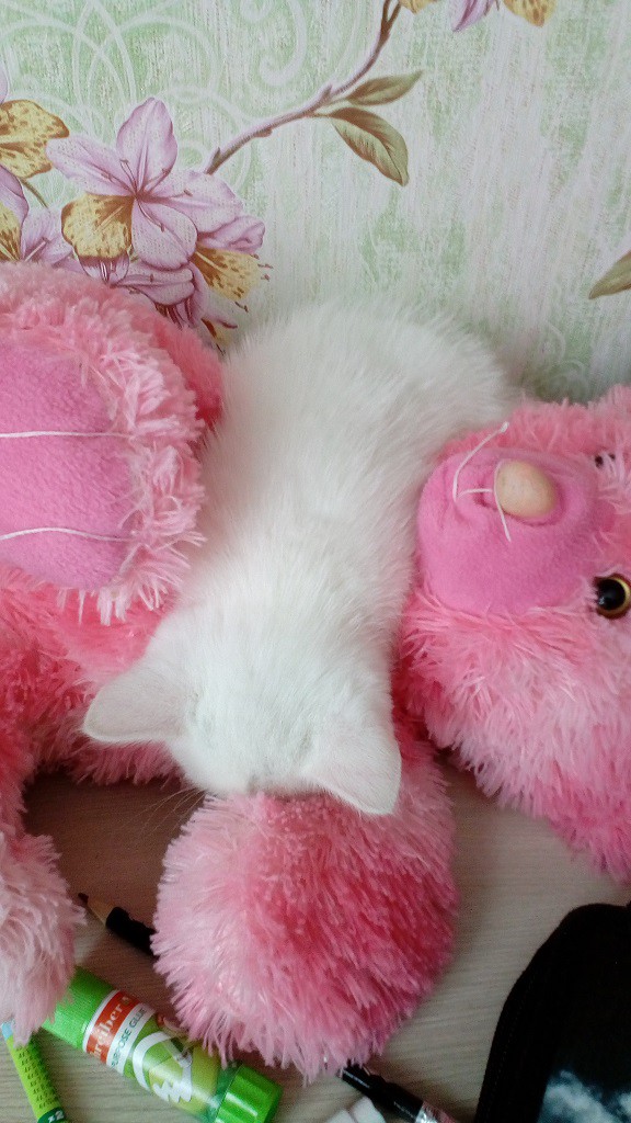 05.03.19 Котовторник же