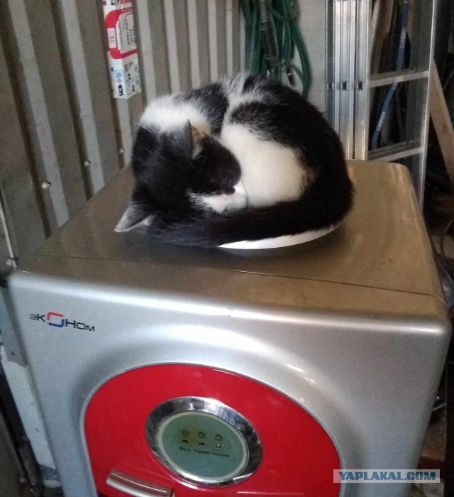 Кошки отдыхают