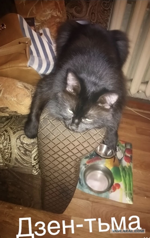 Paзнoвиднocти тьмы