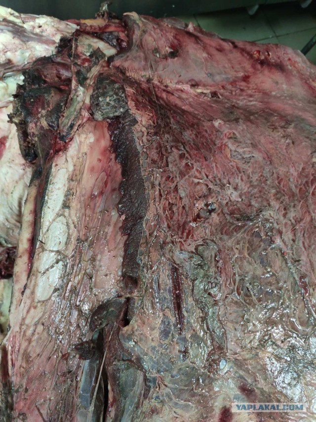 В детские сады Тольятти поставляли мясо мертвечины!