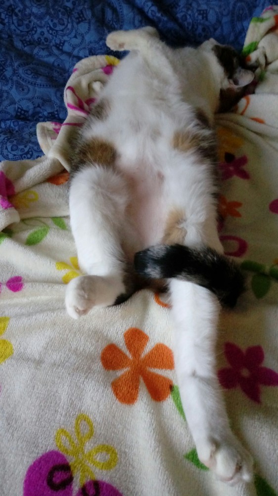 Начнем котоФторник?