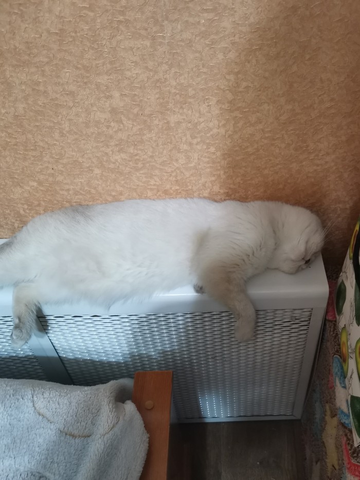 Что значит поза, в которой спит твоя кошка