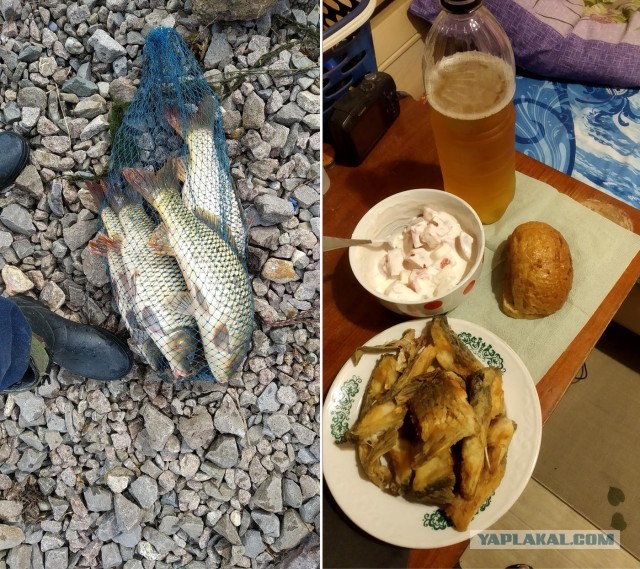 Со своих рыбалок, лето 2019